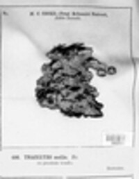 Podofomes mollis image
